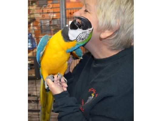 PoulaTo: Καλοί οικογενειακοί φίλοι μπλε και χρυσό Macaws